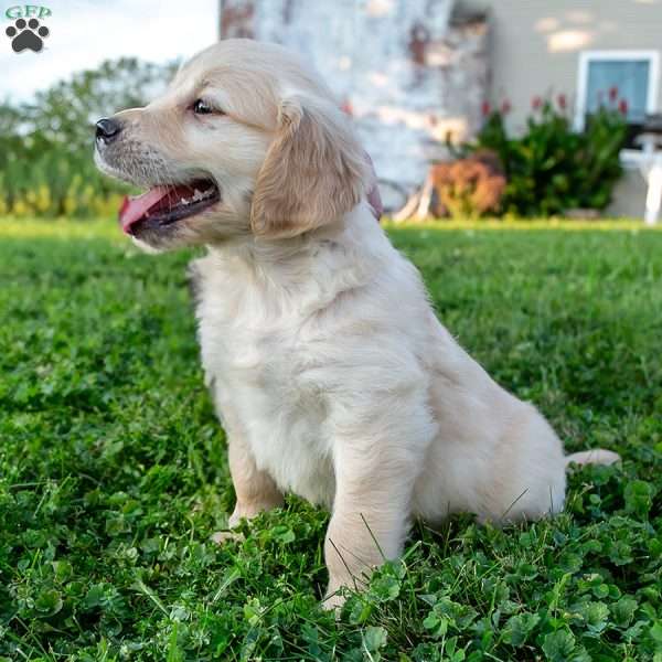 Sammy, Golden Retriever Puppy